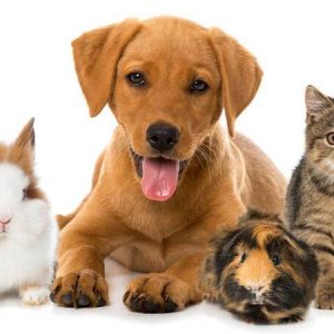 Pets & Animals